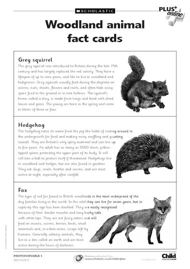 Woodland animal fact cards – Primary KS1 teaching resource - Scholastic