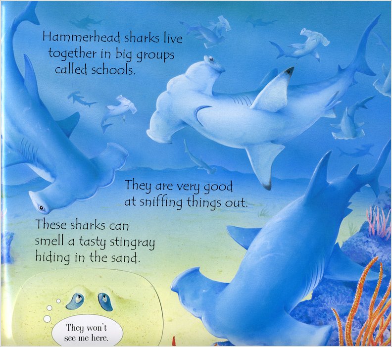 Lift-the-Flap Sharks - Scholastic Kids' Club