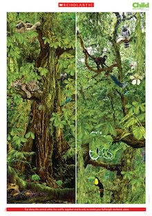 Rainforest poster