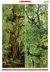 Rainforest poster