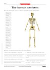 The human skeleton – quiz