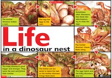 Life in a dinosaur nest
