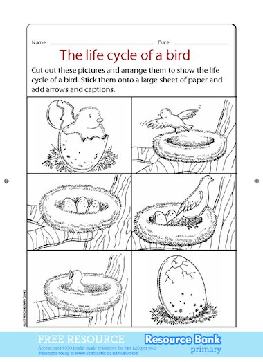 The life cycle of a bird – FREE Primary KS1 teaching resource - Scholastic