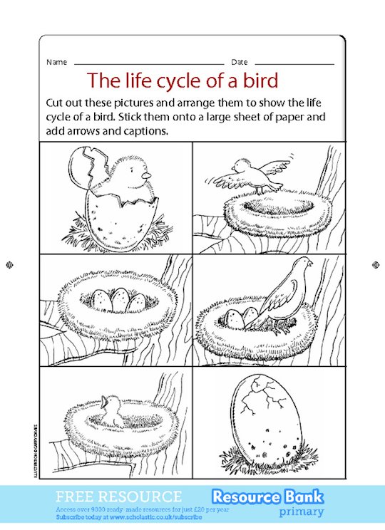 the-life-cycle-of-a-bird-scholastic-shop