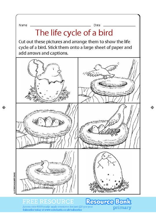 The life cycle of a bird