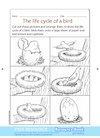 The life cycle of a bird