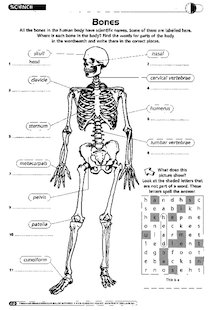 Science: Bones - Mary Glasgow Magazines