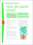 How do plants drink? (1 page)