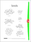 Seeds (1 page)