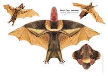 Paper model animals: Fruit bat