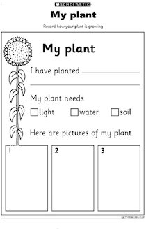 My plant