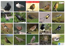 British birds poster