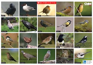 British birds poster British birds poster