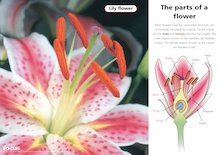 Parts of a flower – poster