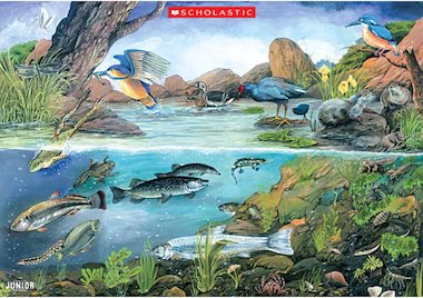 Freshwater river creatures – poster – Primary KS2 teaching resource -  Scholastic