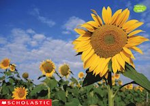 Sunflowers image