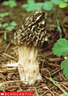 Wild mushroom image