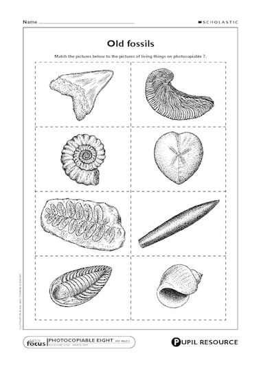 fossils-for-kids-worksheets