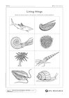 Matching living things to fossils – 1