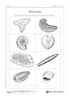 Matching living things to fossils – 2