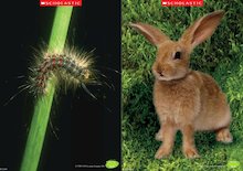 Caterpillar and rabbit poster