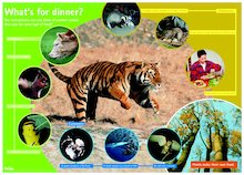 Food chains: What’s for Dinner? – photo poster
