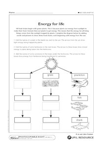 Food chains: Energy for life
