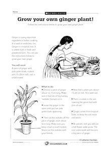 Grow your own ginger plant