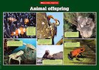 Animal offspring – photo poster