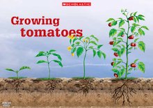 Growing tomatoes poster