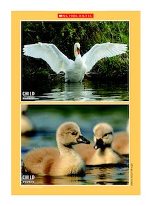 Swan and cygnet poster