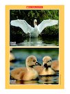 Swan and cygnet poster