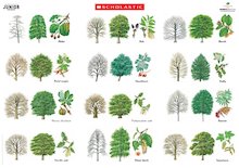 Tree life poster