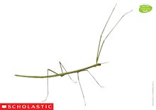 Stick insect image