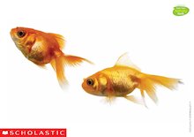 Goldfish image