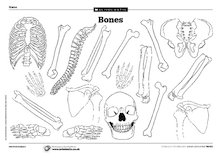 Human bones – template