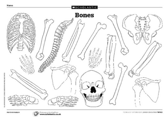 Human bones - template