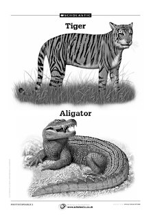 Tiger and Alligator