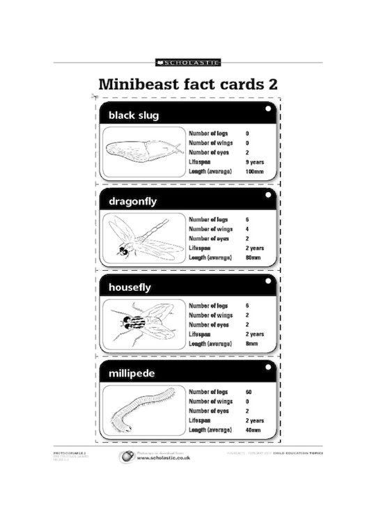 Minibeast fact cards 2