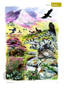 Mountain wildlife poster