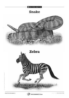 Snake and Zebra