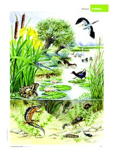 River wildlife poster