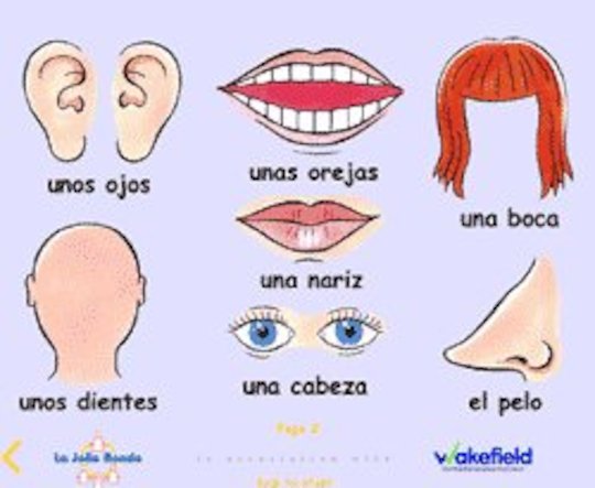 Year 4 Spanish - Parts of the head
