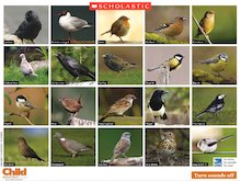 British birds – interactive poster