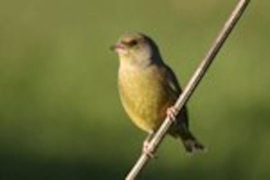 Greenfinch call