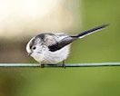 Long-tailed tit call
