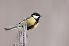 Great tit call