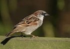 House sparrow call