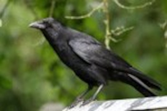 Crow call