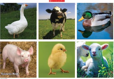Farm animals – poster – Early Years teaching resource - Scholastic